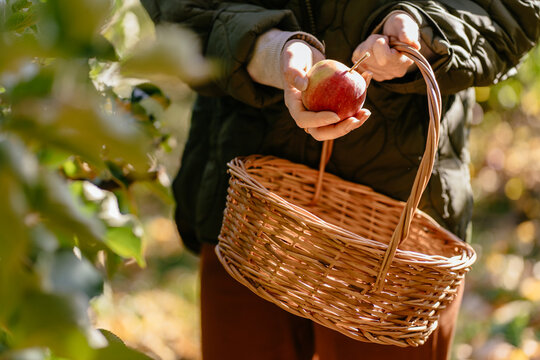 Close-up of woman holding fresh red apple over wicker basket in sunny orchard