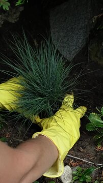Vertical video. Gardening, summer season. Hands planting decorative plant in soil in garden