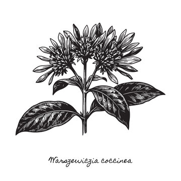 botanical warszewiczia coccinea woodcut, amazonian chaconia flower illustration, rustic black and white block print engraving