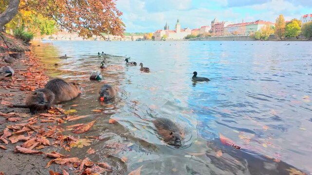 Autumn scene of Vltava River against backdrop of Prague on bright sunny day, large family of nutria relax and feed by water, with wild ducks swimming on water and walking on bank nearby, slow motion