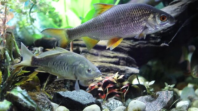 A large silver fish with orange fins and a smaller pale fish with distinct markings swim near the bottom of an indoor aquarium. Green plants and rocks create a natural habitat