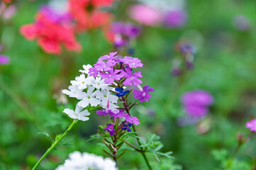 Fototapeta premium Beautiful Verbena Flowers with Raindrops in Purple and White Color on Green Background