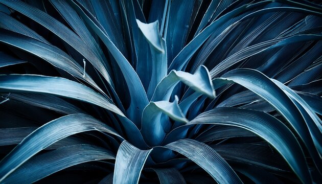 closeup agave cactus abstract natural pattern background and textures dark blue toned