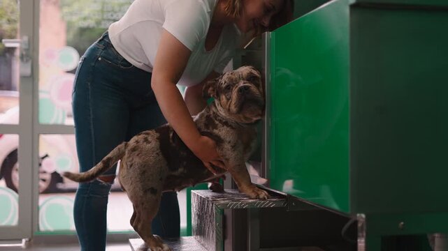Woman helping her merle american bully into a self service wash station