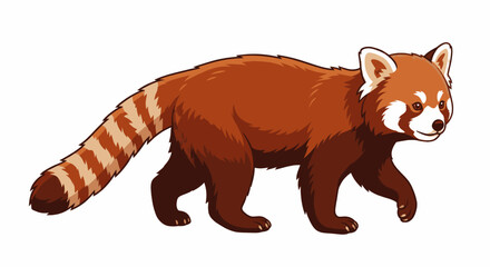 Red panda walking on a light gray background in a studio setting. © adobe