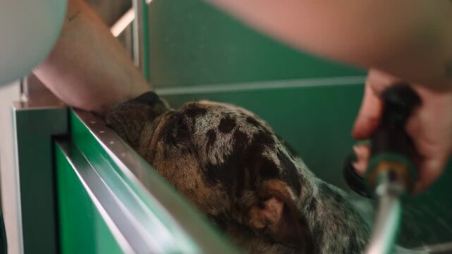 Groomer showering a merle dog in a grooming salon tub
