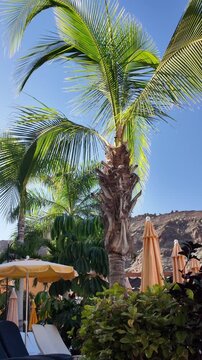 Vertical view of beautiful green tropical palm tree crowns and sun umbrellas in luxury resort or hotel on sunny day and copy space for text