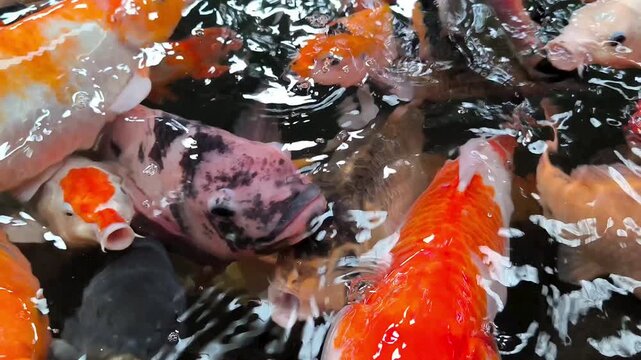 Vibrant Multi Colored Koi Fish Swimming Together in a Peaceful Pond Water Surface Close Up View.