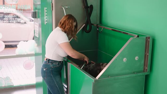Pet groomer washing a beautiful merle dog in a modern tub