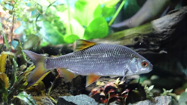 Silvery freshwater fish with bright orange fins and red eyes gracefully swims among lush green aquatic plants and dark rocks