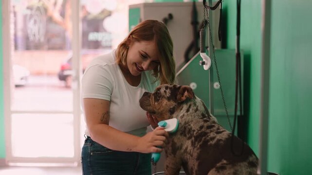 Woman groomer brushing a merle american bully at a salon
