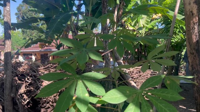 Young cassava leaves gently moving in the breeze in a rural garden, capturing fresh green foliage, natural movement, and peaceful agricultural scenery.