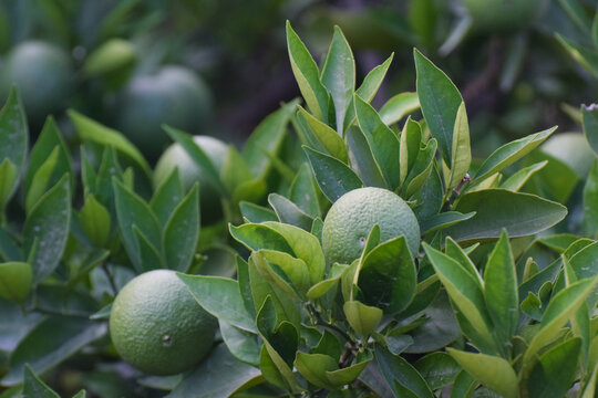 Hanging green oranges. Close up of green oranges. Green orange. Oranges. Juicy fruit. Asian fruits. Oranges with plant. Juicy orange in fruits garden, Fresh green citrus fruit growing in a tropical
