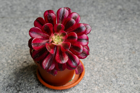 Close-up view of a variegated succulent plant, the Aeonium Medusa, in a deep pink color