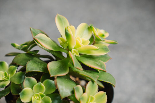 Young and beautiful Aeonium Kiwi tricolor plant with several branches and new growth