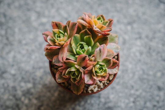 Young and beautiful Aeonium medal bronze variegated plant with several branches and new growth