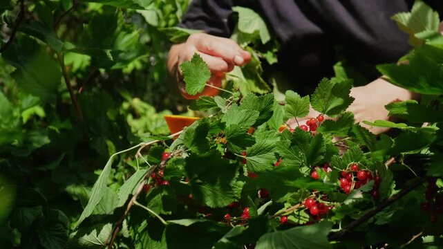 Summer vibes, red currants harvest. Elderly woman picking fresh red currants