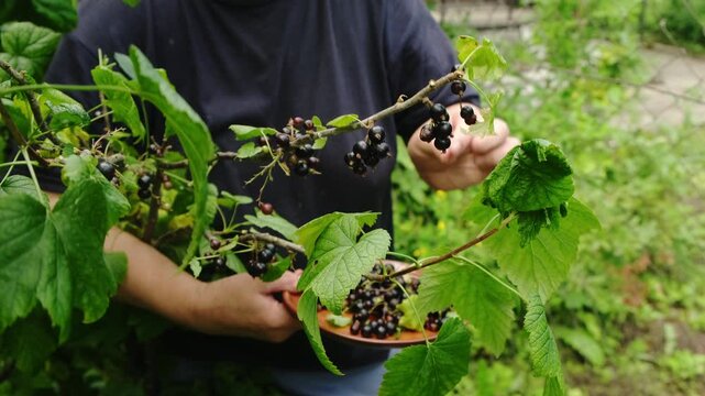 Summer vibes. Senior woman picking fresh black currants