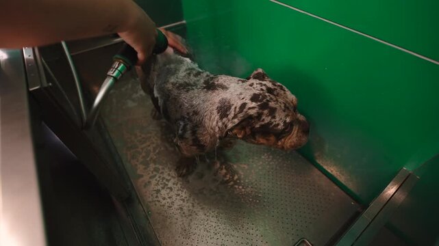 Person washing a merle french bulldog in a self service tub