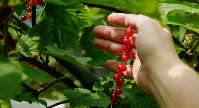 Summer vibes, red currants harvest. Female hand picking fresh red currants