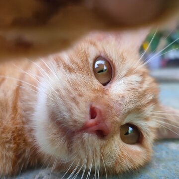 portrait closeup of a face cat