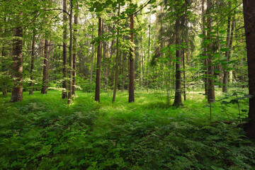 Obraz premium Trees in the forest. Mixed forest on a sunny summer day.
