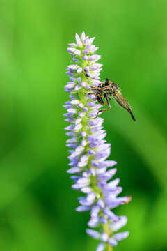 A robber fly on a purple lupine flower 