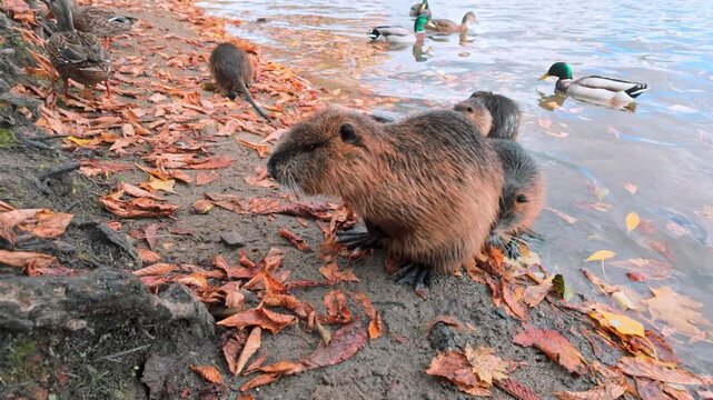 Adult nutria carefully cleans its fur while washing itself on shore, its four teenage cubs are next to it, one of them, imitating its mother, begins to wash itself sitting on bank among fall leaves