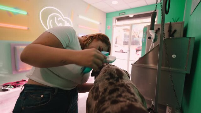 Woman groomer brushing a louisiana catahoula leopard dog at a salon