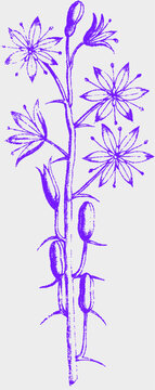 Botanical stipple illustration of a flower stem