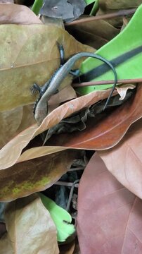skink lizard crawling on fallen leaves in a forest during autumn, wildlife reptile in natural habitat, vertical video