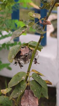 group of banded hornets building their paper hive on a tree branch in summer, social insects constructing nest, vertical video