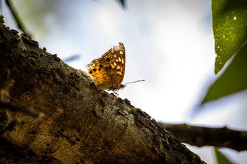 butterfly on a branch © Dennis