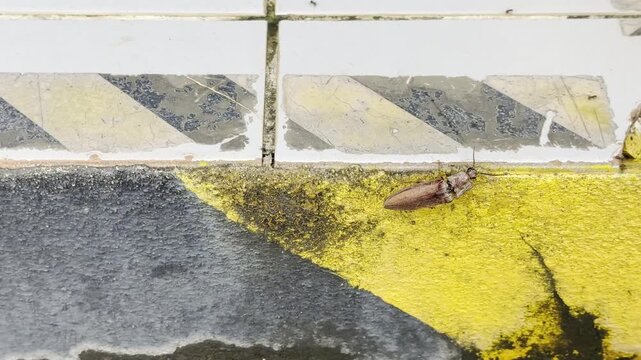 Click beetle