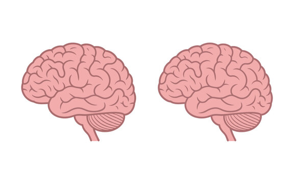 Brain Vector flat human anatomy icon. Cartoon medical brain with side view and front view isolated for healthcare, education, and anatomy design.