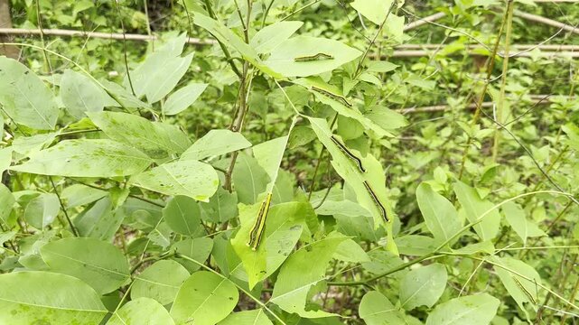 A caterpillar is eating young tree leaves.