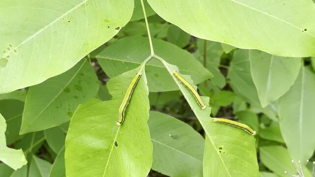 A caterpillar is eating young tree leaves.