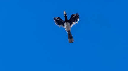 Oriental pied hornbill (Anthracoceros albirostris) bird in flight. © Abhishek Mittal