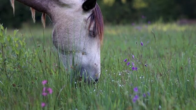 Spanish PRE mare grazing, green grass, head closeup