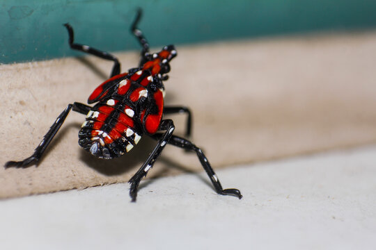 Vivid Red and Black Spotted Lanternfly Nymph Insect with White Spots