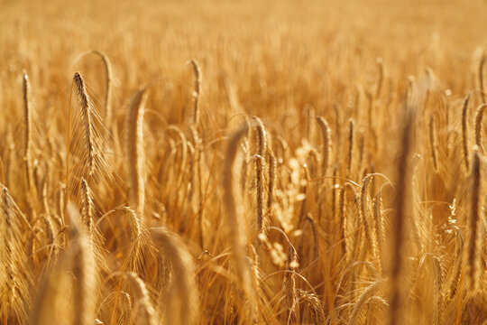 A field full of ears of grain - barley or rye - at sunset.
