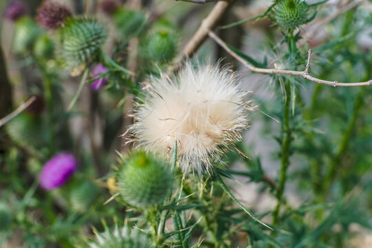 Close up of a Fluffy White Thistle Seed Head with Green Thorny Buds in Nature