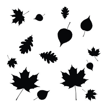 Silhouette of autumn leaves, black on white background