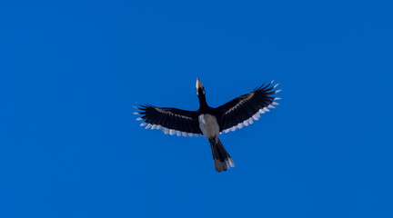Obraz premium Oriental pied hornbill (Anthracoceros albirostris) bird in flight.