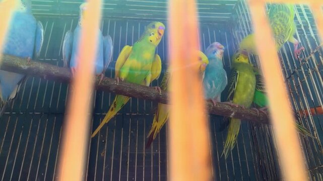 Close up of colorful small birds chirping inside a old cage with beautiful warm lens flare, captivity and wildlife concept.