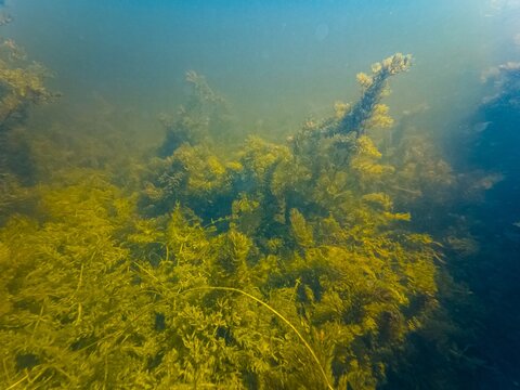 Ceratophyllum demersum on silt bottom, underwater aquatic plant compete green algae for organic matter, shallow freshwater aquascape, low visibility muddy murky water, Kobylnia river in Pryborivka