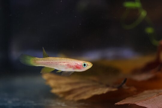 Aphyosemion australe female fish, orange colour morph on leaf litter, African endemic killifish aquaculture, blackwater style planted biotope aquarium, tannin rich acid water, blurred background