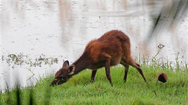 Sitatunga or marshbuck, Tragelaphus spekii, together with jacana by the river 162
