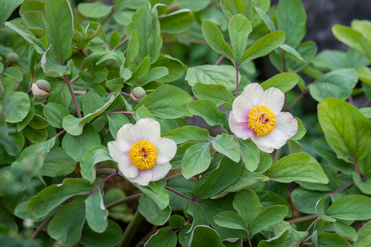 Botanical close-up of wild peony (Paeonia mlokosewitschii), also known as Molly the Witch peony, with ivory petals delicately flushed pink and golden stamens blooming in a spring garden.