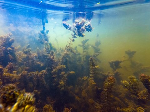 Ceratophyllum demersum aquatic plant grow to water surface wave, low visible murky freshwater, green algae bloom, organic matter underwater pollution, sun ray backlight, shallow Buher river in Lityn